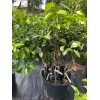 Tree PINK GRAPEFRUIT (grafted) 4 Feet Tall.