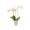 elho Brussels Orchid High 12.5 - Flower Pot for Indoor