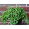 Live Japanese Garden Juniper aka Juniperus procumbens 'Nana' Plant Fit