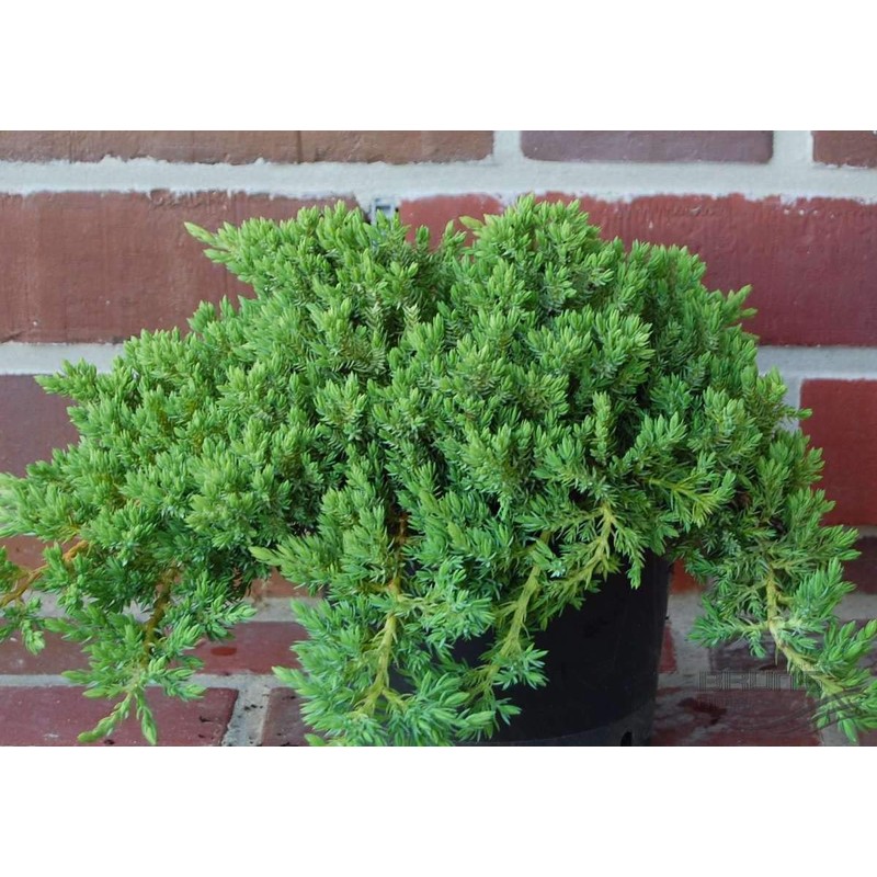 Live Japanese Garden Juniper aka Juniperus procumbens 'Nana' Plant Fit