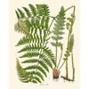 Botanical Set of 6 Prints Unframed Antique Beautiful Ferns Green
