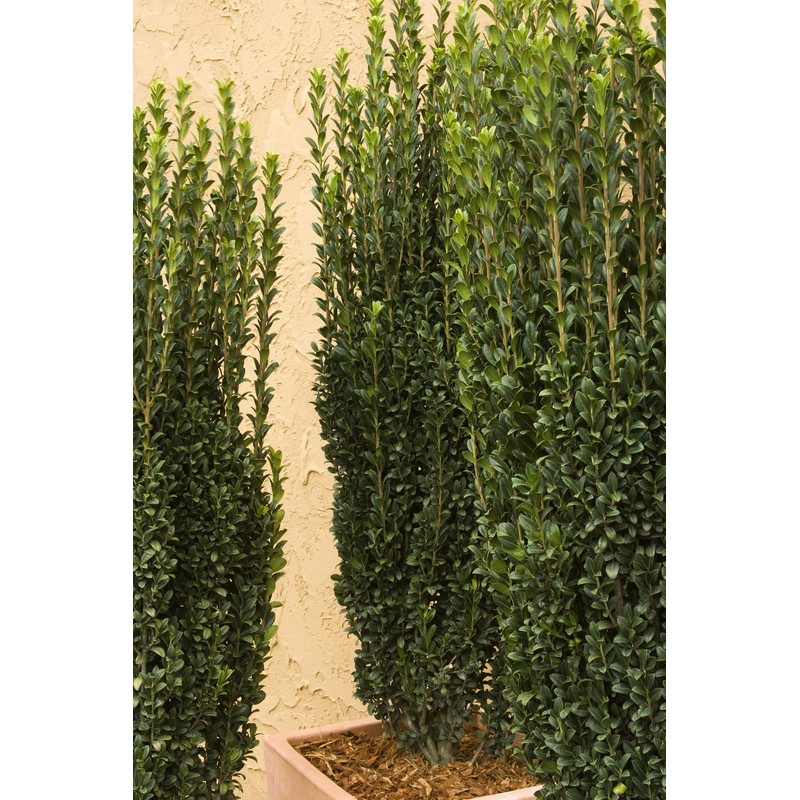 Sky Pencil Japanese Holly - 10 Live Plants - Ilex