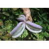 mightyoaktreenursery.com 6 scion cuttings of Akebia Quinata (aka Chocolate Vine)