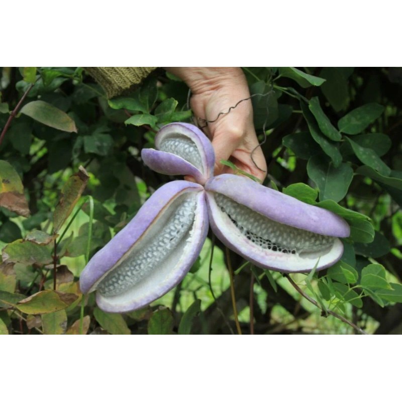 mightyoaktreenursery.com 6 scion cuttings of Akebia Quinata (aka Chocolate Vine)