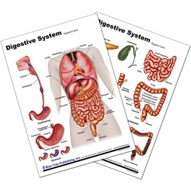 Blue Tree Publishing Anatomy of the Digestive System and Colon Model set (a4 Chart with Model)
