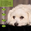 Elevate Your Pet's Seasonal Style with Playful Panache: with Adorable