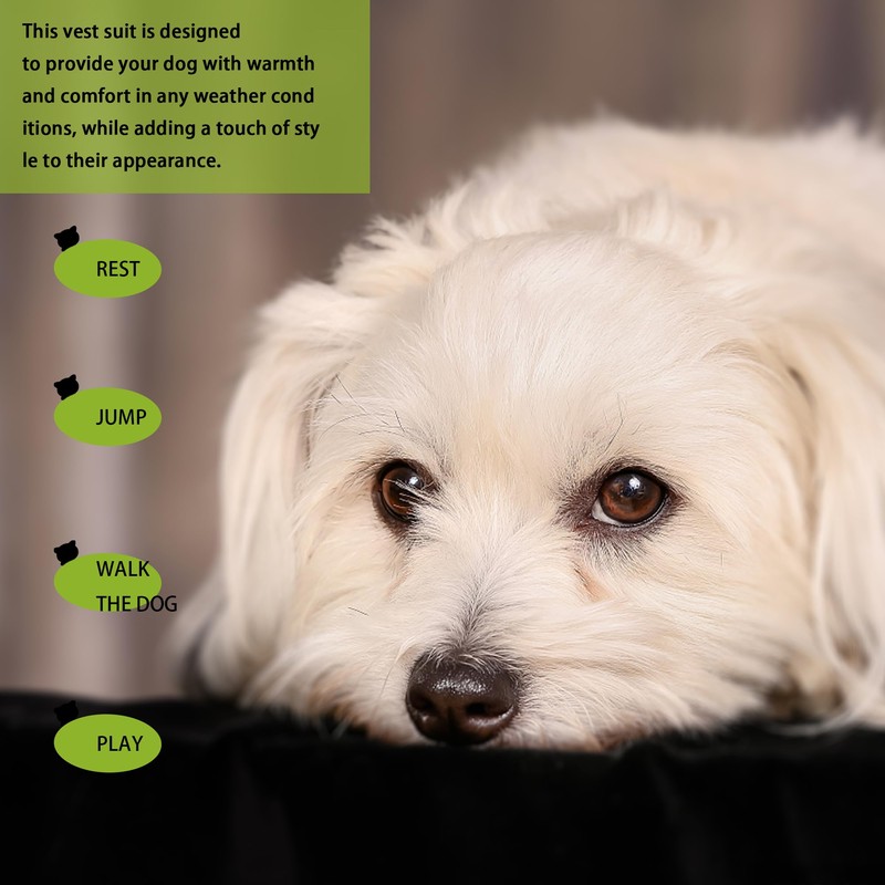 Elevate Your Pet's Seasonal Style with Playful Panache: with Adorable