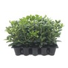 Dwarf Burford Holly Ilex - 10 Live Plants - Evergreen