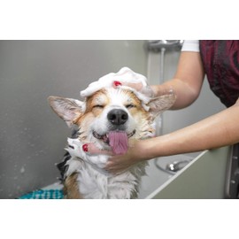 Groomer Essentials Pin Brush