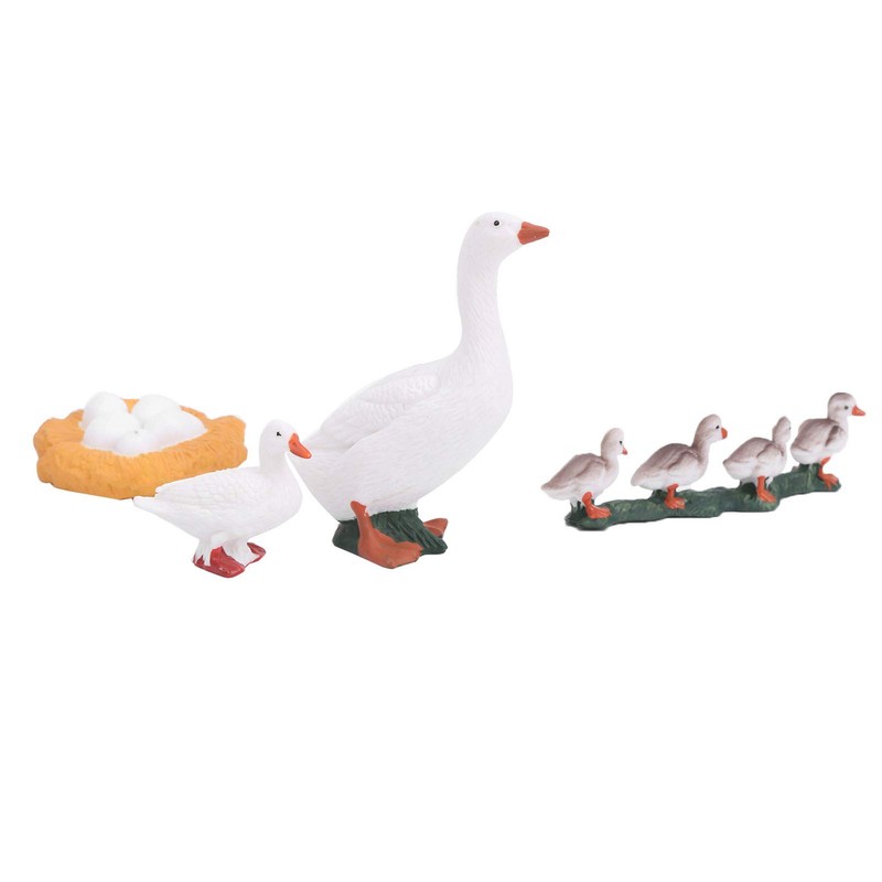 4 Stage Growth Cycle Model Animal Duck Life Cycle Children