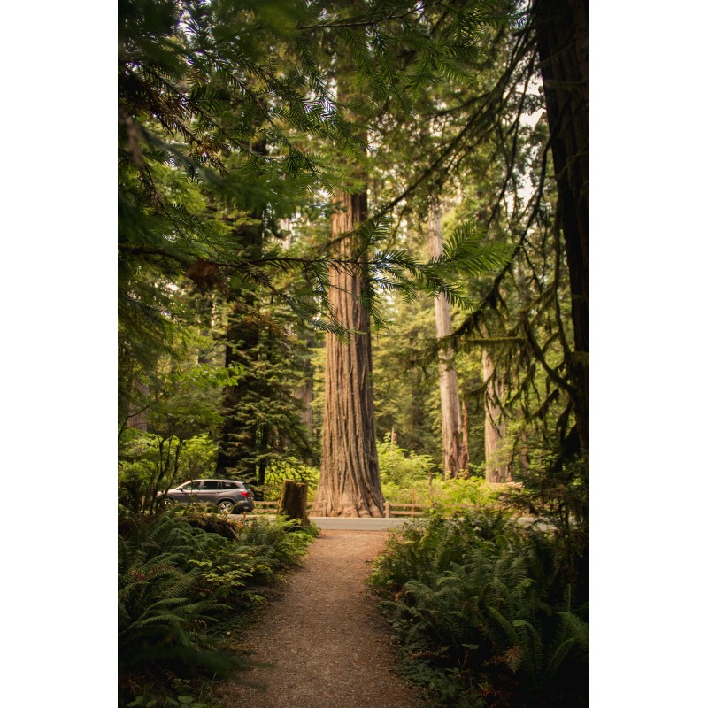 The Jonsteen Company Coast Redwood | Tree Seed Grow Kit