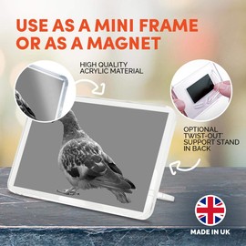 1 x Fridge Magnet - Grey Pigeon Wildlife Bird #36218