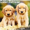 Golden Retriever (Mini) 2015