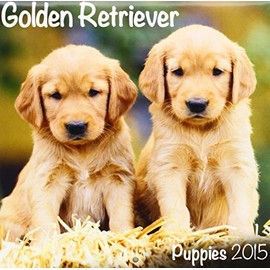 Golden Retriever (Mini) 2015