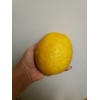 Sarahida 10 Seeds Gigant Lemons Organic Citrus Tree From Florida