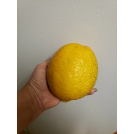 Sarahida 10 Seeds Gigant Lemons Organic  Citrus Tree From Florida  Easy Grow & Care