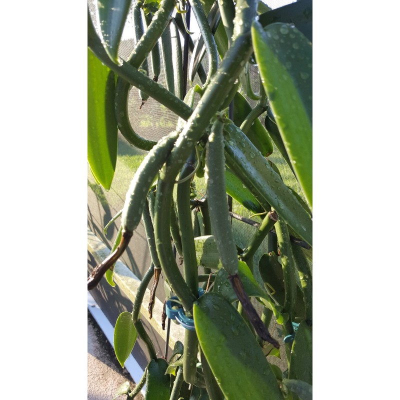 Orchids Vanilla Bean Orchid, 12 Inches Fresh Cutting from My