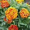 200 Sparky French Marigold Mix Seeds 1 gram Non GMO