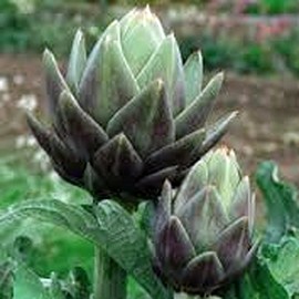 Artichoke, Green Globe, Heirloom, 100+ Seeds, Large Healthy Tasty Veggie