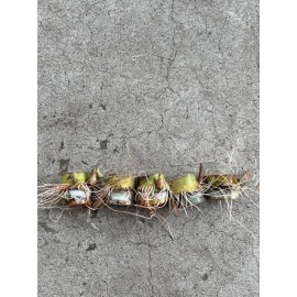 Sugarcane 5pcs Rooted Sugarcane Cutting Sweet Juicy Tropical Live Plant Ready To Plant