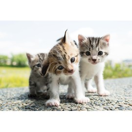 Yanoman 108 Piece Jigsaw Puzzle, Large Piece (26 x 38 cm)