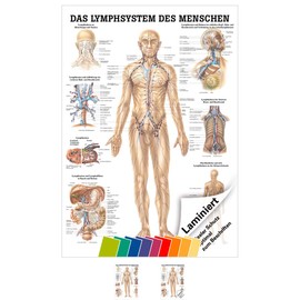 Sport-Tec Lymphatic System Mini Poster Anatomy 34 x 24 cm Medical Teaching Aid