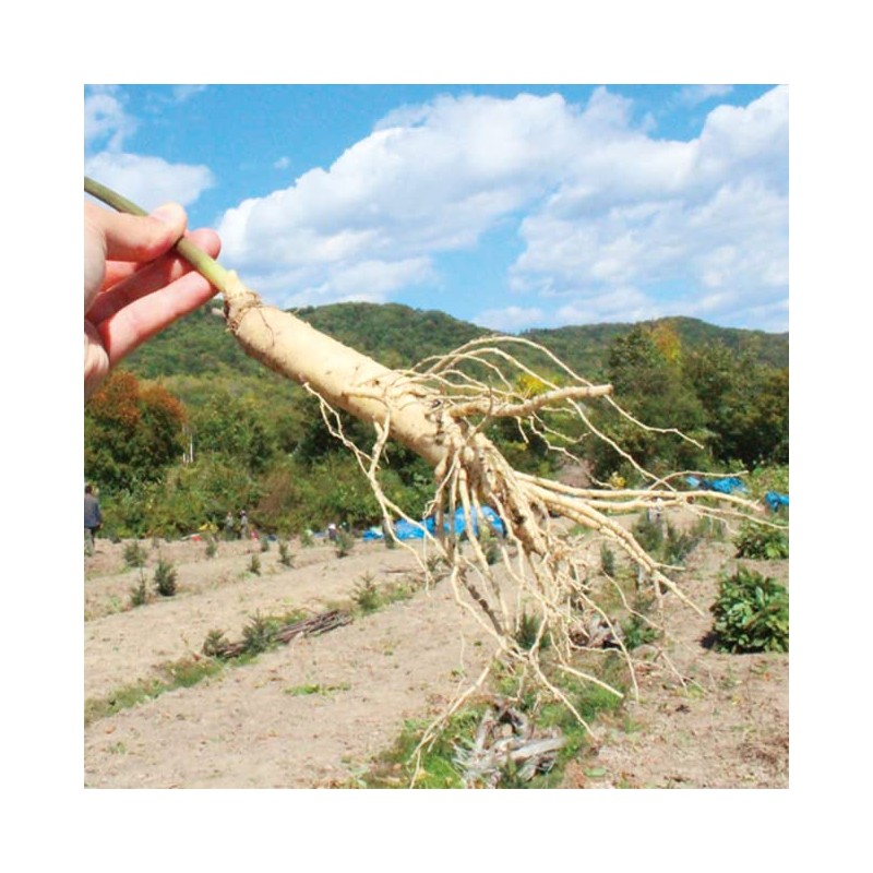 【3個セット】発酵高麗人参 30粒