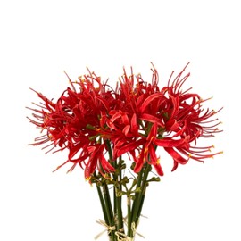 XIZHI 5 Stems Artificial Spider Lily Flowers 23.6 Inches Lycoris Bulbs Spider Lilies Artificial Flowers with Long Stem Real Touch for Photography Hotel Garden Decoration (Red)