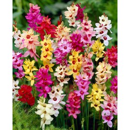 Votaniki African Corn Lily Mix Bulbs - Long Blooming and Easy to Grow, Ixia Mixed Bulbs for Planting - Perennial Lily Flower | Unique and Showy Flowers for Borders, Beds and Cut Flower (24 Pack)