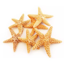 Florida Shells and Gifts Inc. Set of 24 Small Sugar Starfish 3-4" Beach Wedding Decor Nautical Crafts Coastal