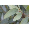 SWAN LIFE EESENTIALS hibiscus tea for lungs - LUNG SUPPORT