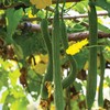 20 Luffa Sponge Gourd Non-GMO Heirloom Vegetable Seeds