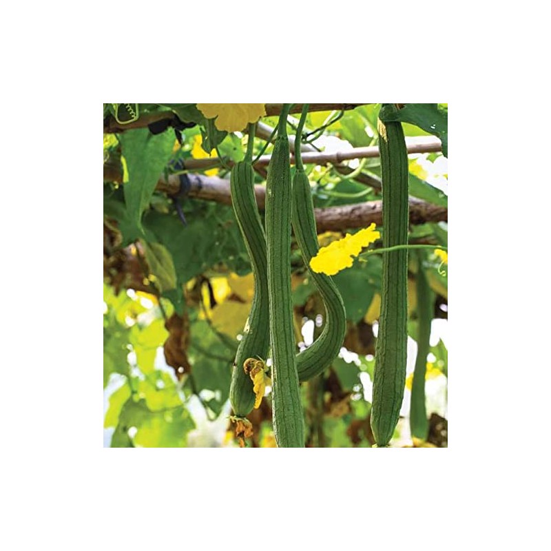 20 Luffa Sponge Gourd Non-GMO Heirloom Vegetable Seeds