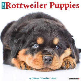 Just Rottweiler Puppies 2022 Wall Calendar