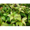 2 Xylosma congestum, Shiny Xylosma, Live Plants, 2.5” Nursery Cubes,