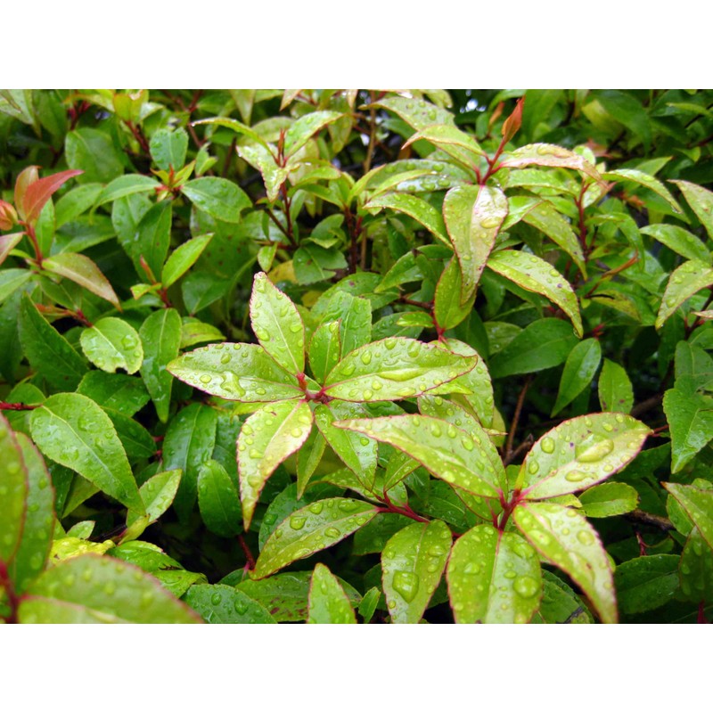 2 Xylosma congestum, Shiny Xylosma, Live Plants, 2.5” Nursery Cubes,