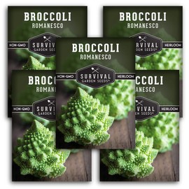 Survival Garden Seeds - Romanesco Broccoli for Planting - 5 Packs with Instructions to Plant and Grow Delicious & Beautiful Fractal Broccoli Heads Your Home Vegetable Garden - Non-GMO Heirloom Variety