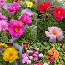 Garden Plant Seed Flower Seed Moss Rose Seeds Mix Colours 2000+ Seeds of Portulaca Grandiflora Double Mix Annual Flower Plant
