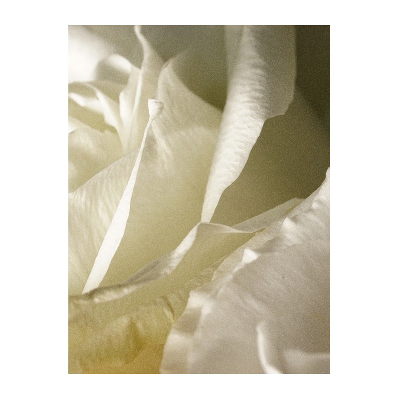 Signature Shampoo Duo Set / 시그니처 샴푸 듀오 세트