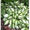 Vulcan Hosta - Shade Plant 24" Tall