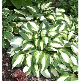 Vulcan Hosta - Shade Plant 24" Tall