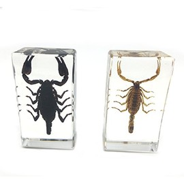 2 PCS Real Scorpion Paperweights Specimen for Science Education Paperweight for Book for Office for Desk(2.9x1.6x0.8")