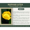 Unbranded Nuphar lutea | Yellow Water Lily | Bareroot |