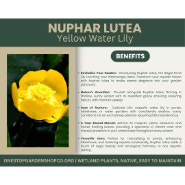 Unbranded Nuphar lutea | Yellow Water Lily | Bareroot | Aquatic Plant | Pond Plant