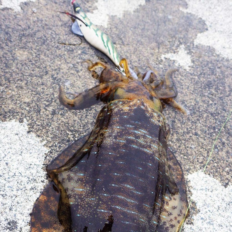 Egi Sharp Real Holo Gold Olive