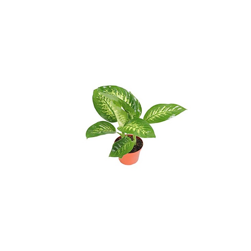 Dieffenbachia Compacta (Tropical Snow or Alfredo) - 8'' from California