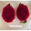 Sugar Dragon S-8 Dragon Fruit/Pitaya/P