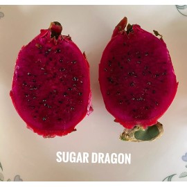 Sugar Dragon S-8 Dragon Fruit/Pitaya/P