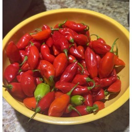Pepper 25 Trinidad Pimento Pepper Seeds, No Heat Great Flavor, Florida Grown, 2025 Crop