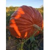 seeds Giant Pumpkin Seeds 2024! Incredible Color And Shape! Howard